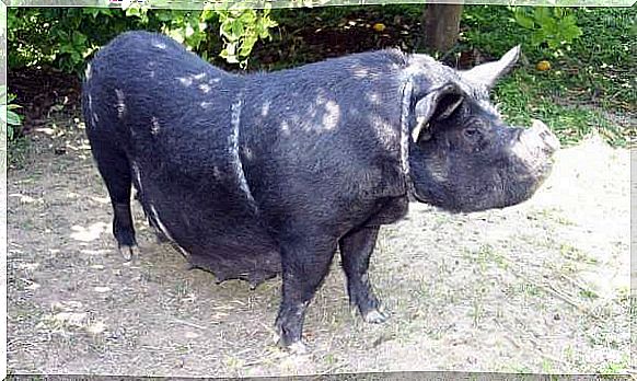 Native breeds of the Valencian Community: Murcian chato