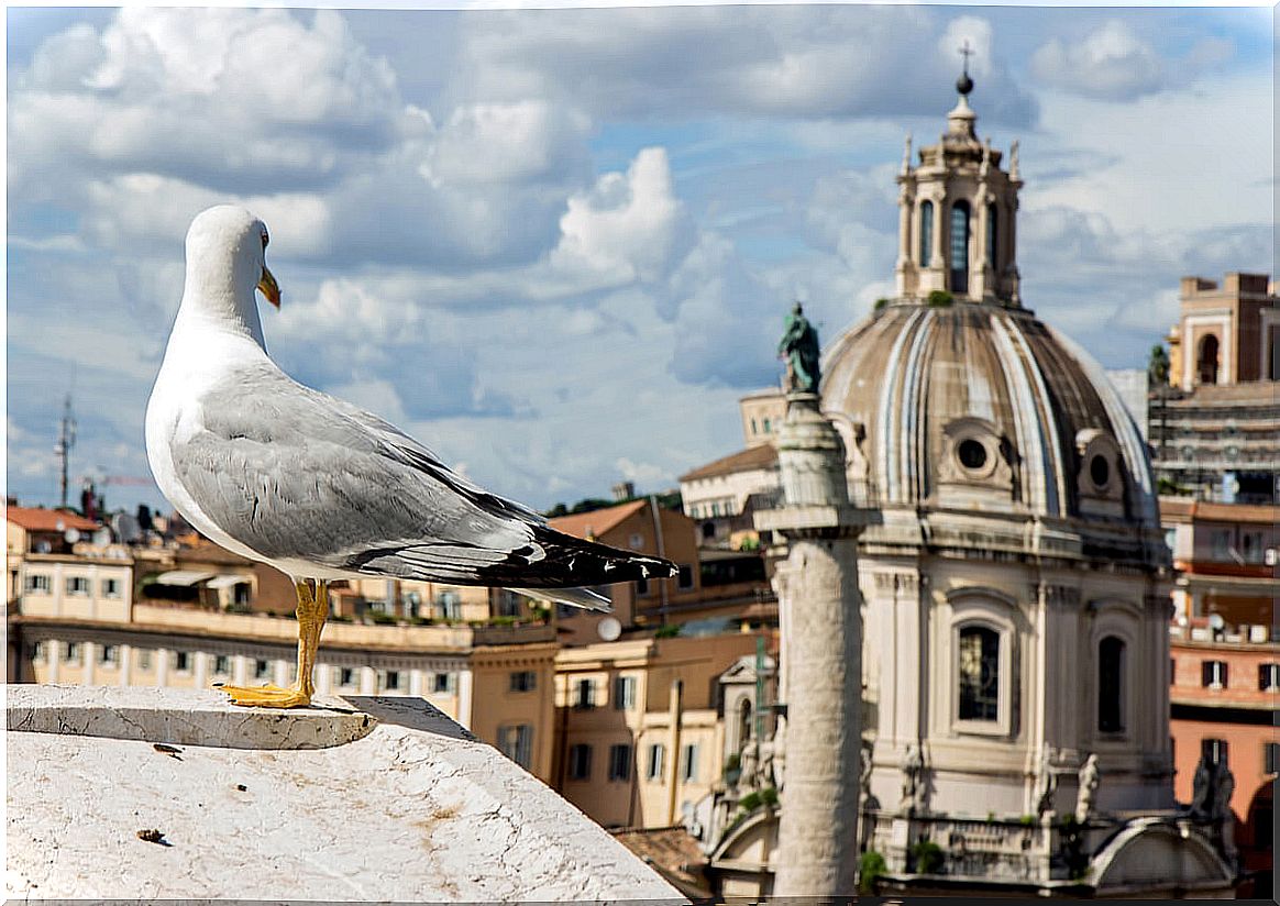 Seagull in the city.