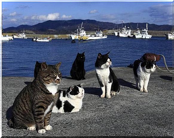 On the island of cats they asked for food donations and received more than they could save