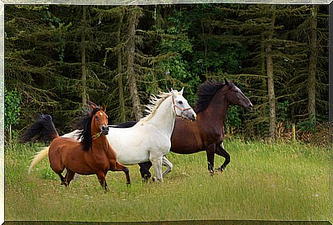 Horses galloping in freedom