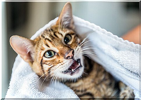 Cat showing its teeth