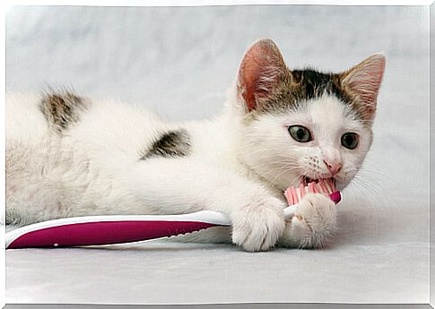 Cat with a toothbrush