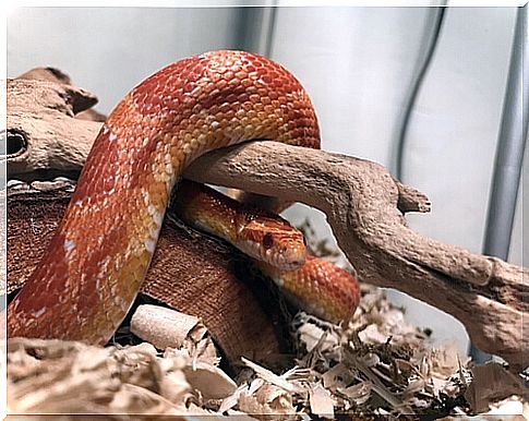 Snake as a pet