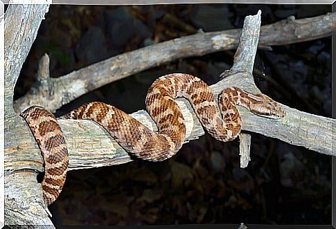 Snake on a branch