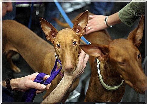 Pharaoh Hound, a primitive European hunting dog