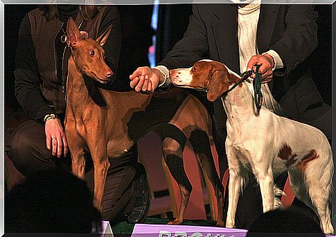 Perro faraon hound en una competicion