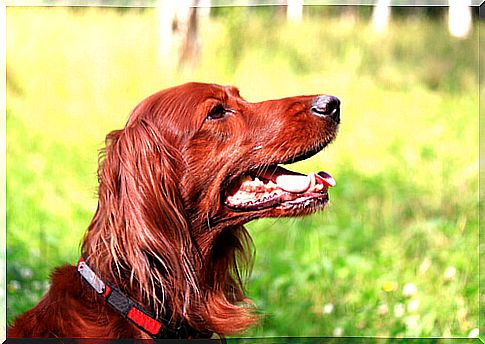 Phoebe, the dog who spends a week with her trapped friend