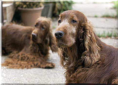 elderly dogs