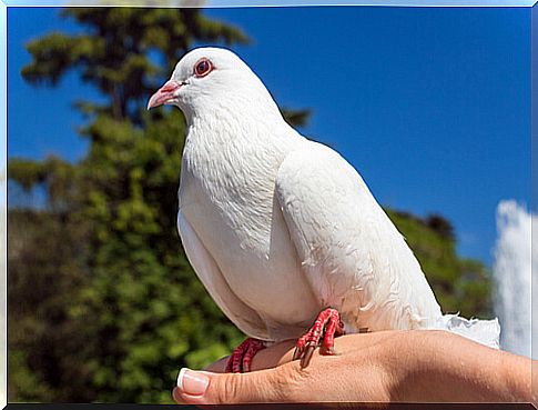 A dove on a hand