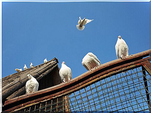 Pigeons supported 