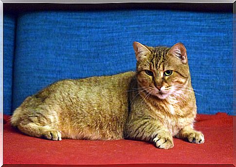 Pixie Bob, a cat similar to the bobcat