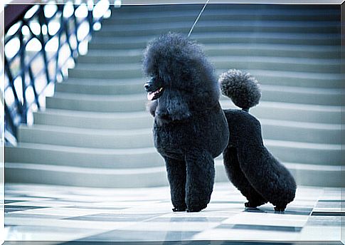 Poodles aesthetics