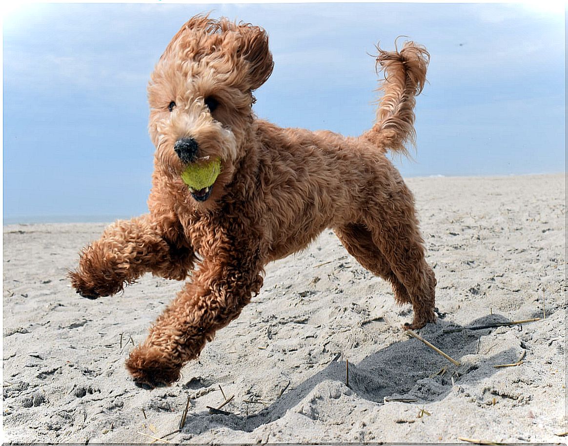 A goldendoodle runs on the beach.