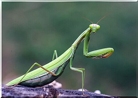 Praying mantis: characteristics, behavior and habitat