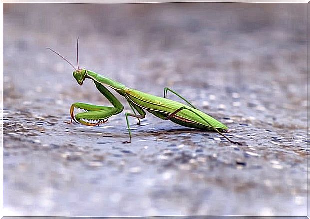 The praying mantis can measure up to 10 centimeters.