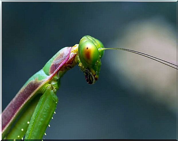 The praying mantis can be kept as a pet.