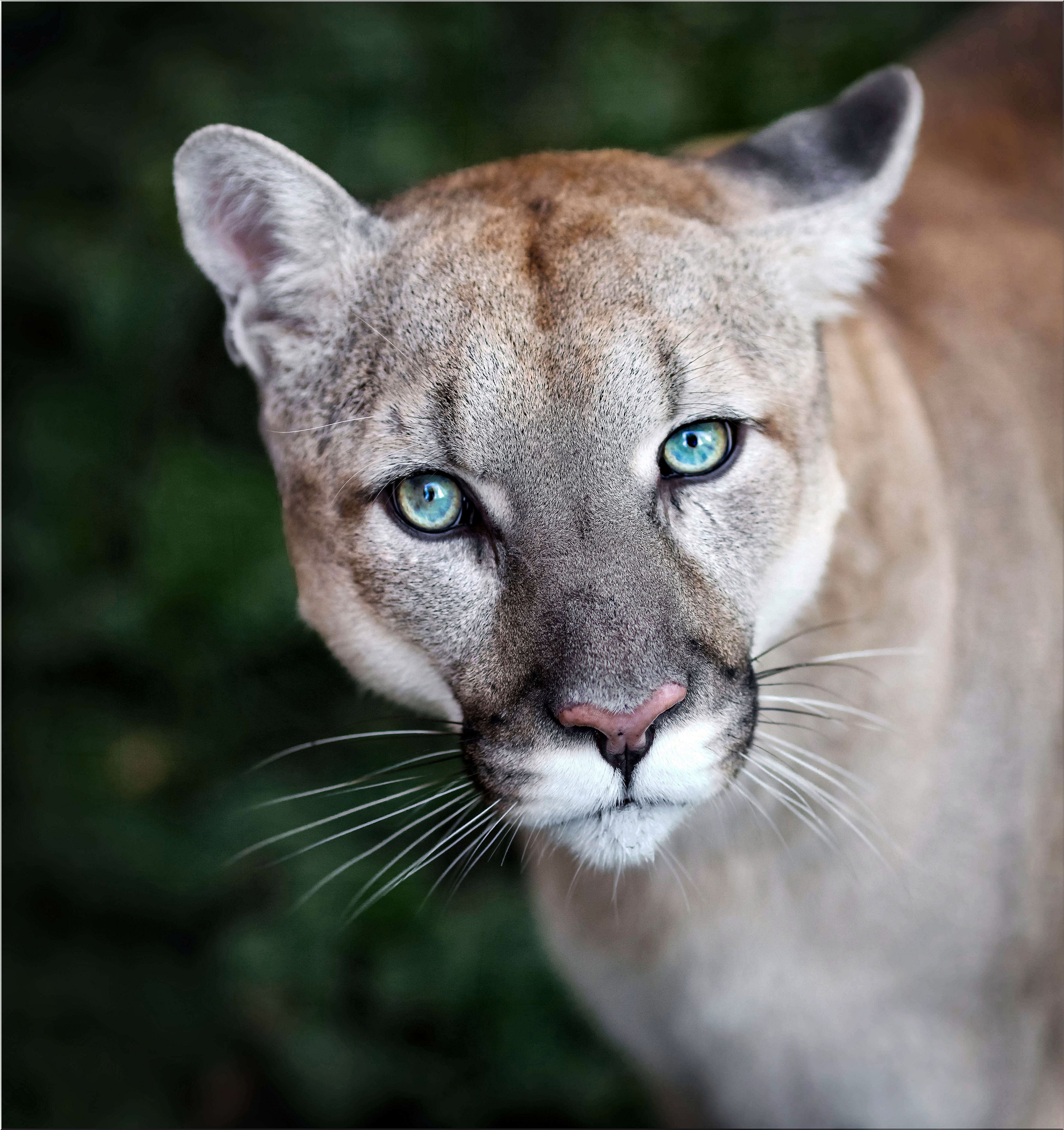 Habitat, diet and characteristics of the cougar