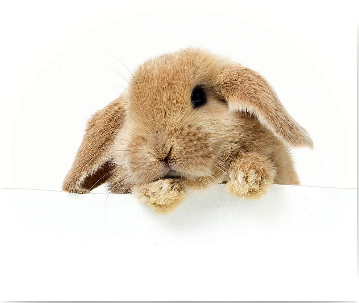 A rabbit on white background.