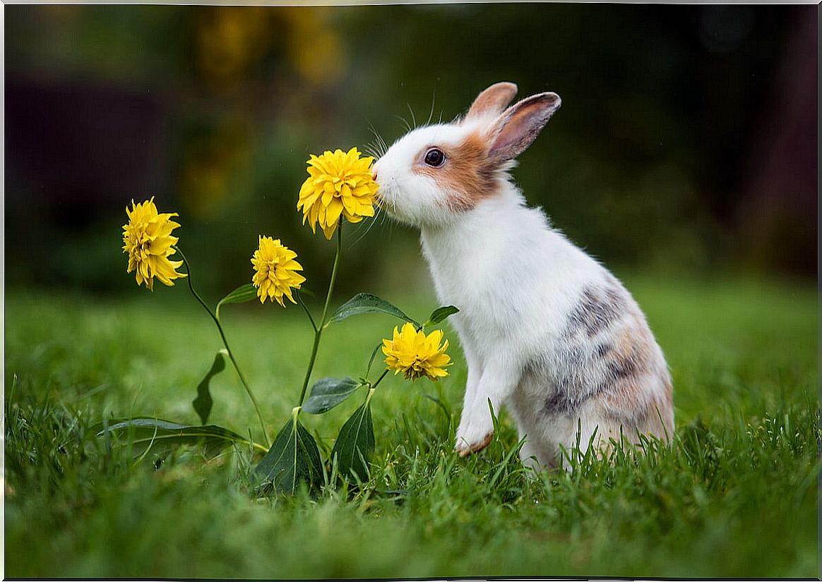 There are many types of rabbit toys.