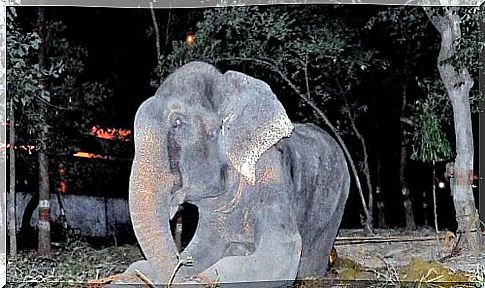 Raju, the elephant cried after being rescued by an NGO 