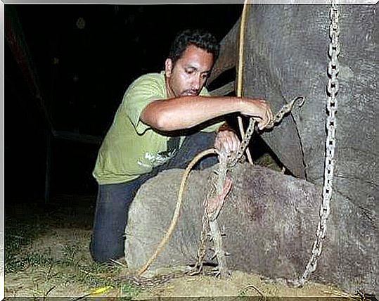 Raju, elefante maltratado