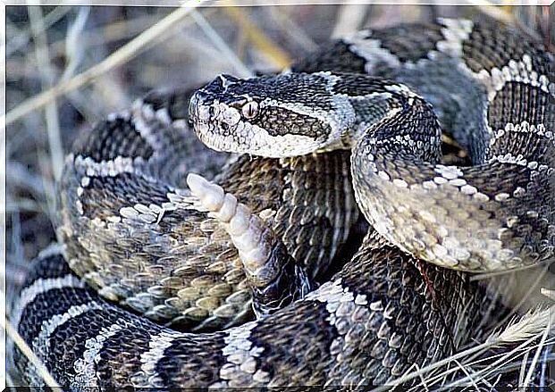 Rattlesnakes: a poisonous species from North America