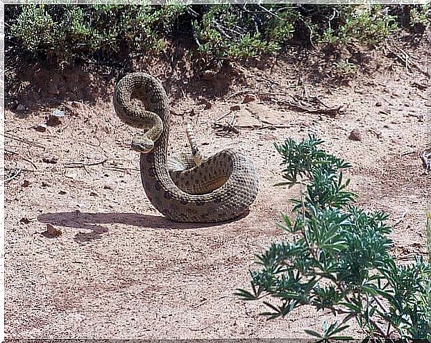 Rattlesnake on guard