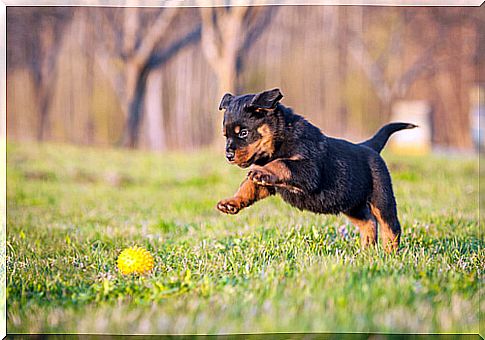 Rottweiler: discover the character of this dog