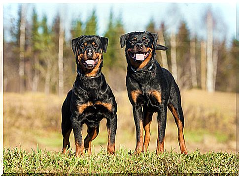 two rottweiler dogs