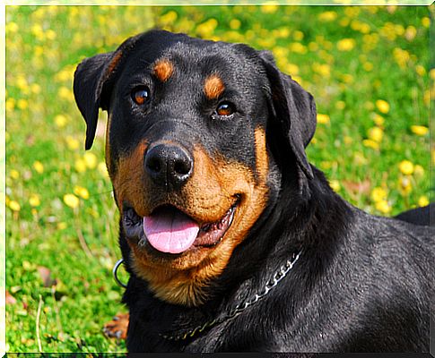 rottweiler in the field