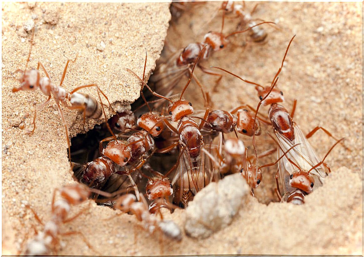 Saharan silver ants: the fastest in the world?