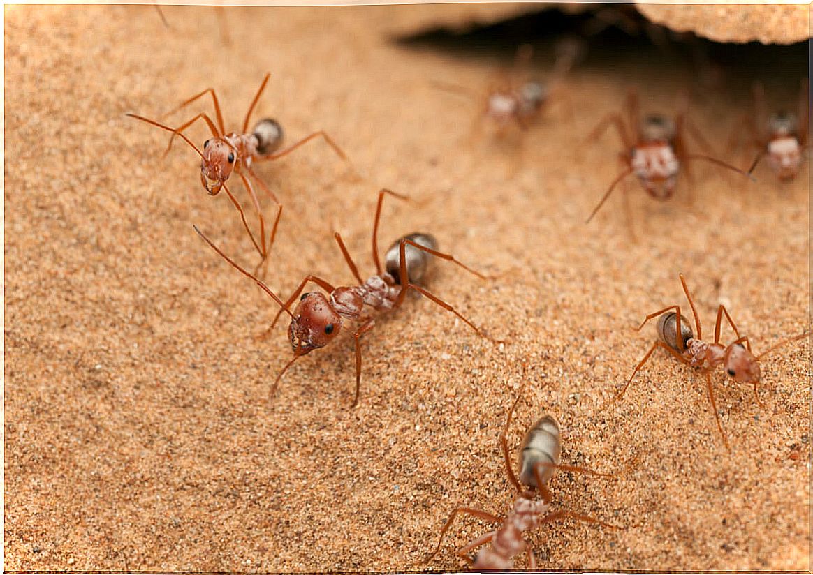 Ants in the desert.