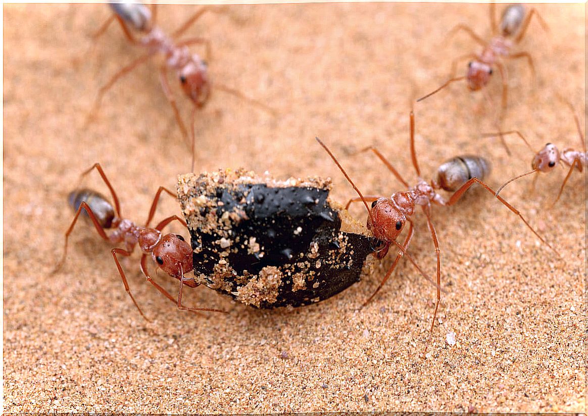 Saharan silver ants.