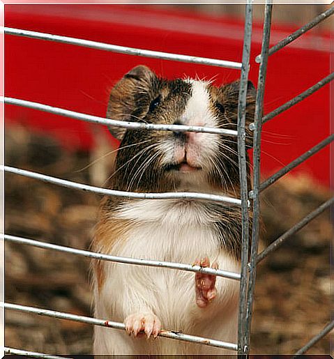 Scabies in guinea pigs: causes, symptoms and treatment