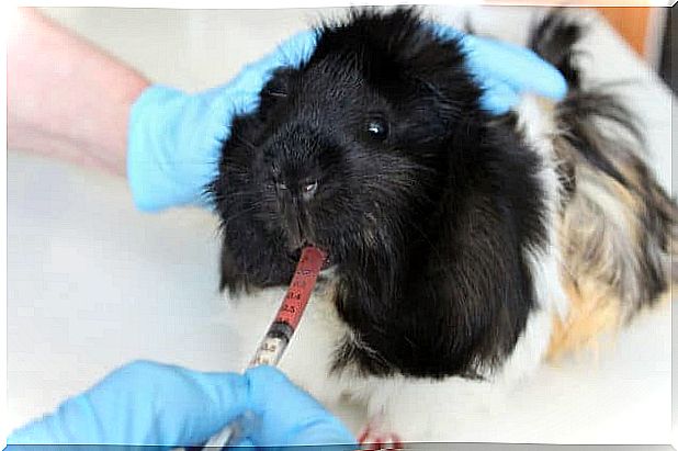 Scabies in guinea pig: treatment