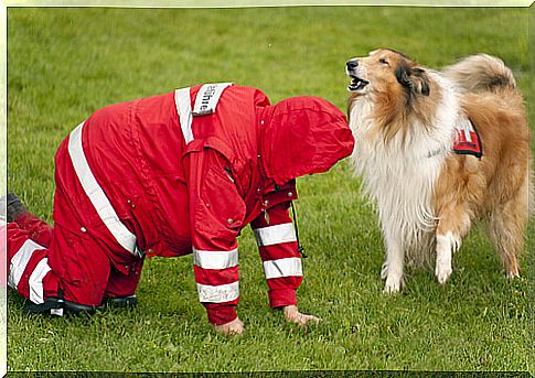 Search dog breeds and people trackers