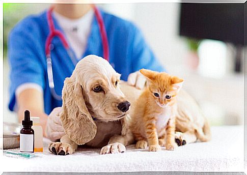 Small Animal Emergency Medicine: Triage and Initial Evaluation