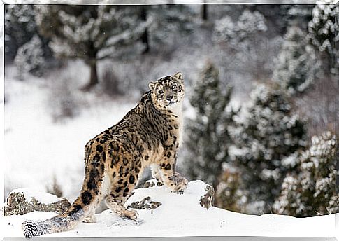 Snow leopard: characteristics, behavior and habitat