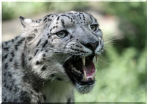 Snow leopard: behavior