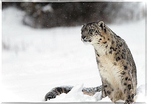 Snow leopard: habitat