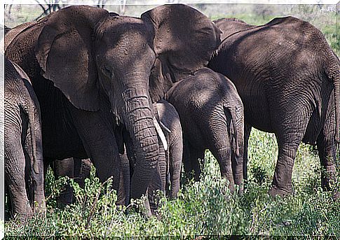 Social structure of elephant herds