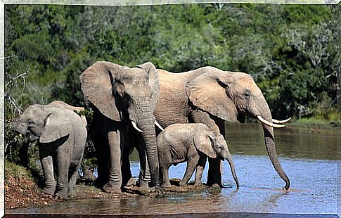 Elephants in the river