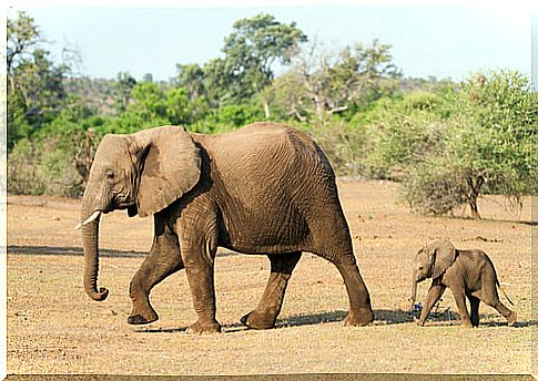 Elephants