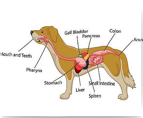 Stomach cancer in dogs: what to do if detected?