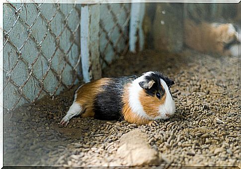 Substrates for guinea pig cages: pellets