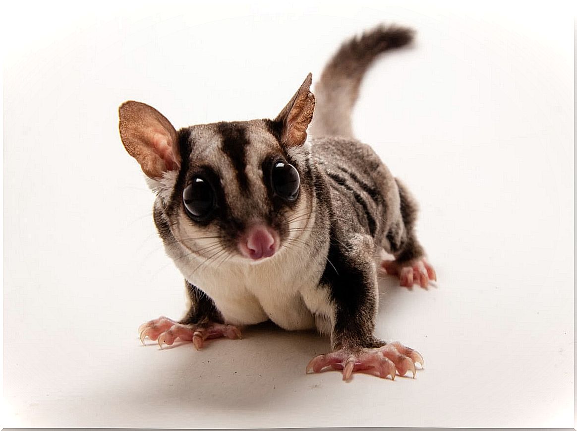 Sugar glider: diet, habitat and characteristics