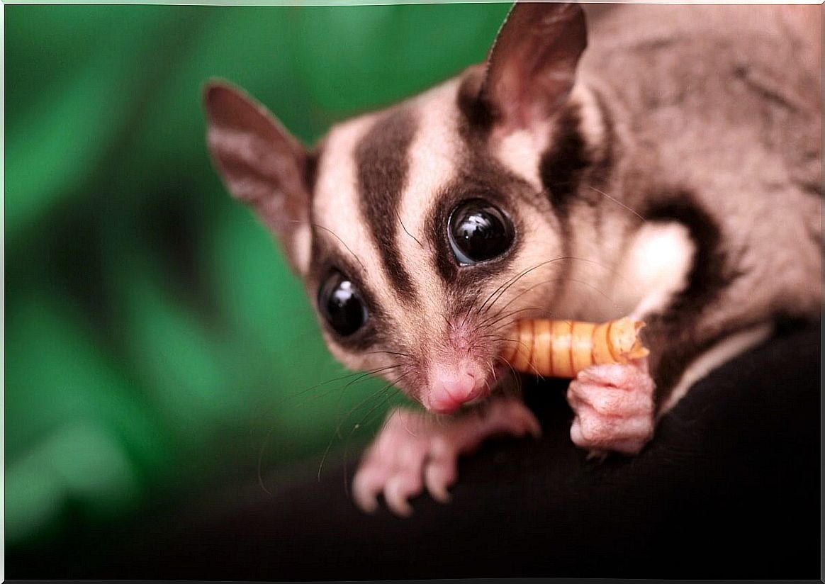 A glider eats a larva.