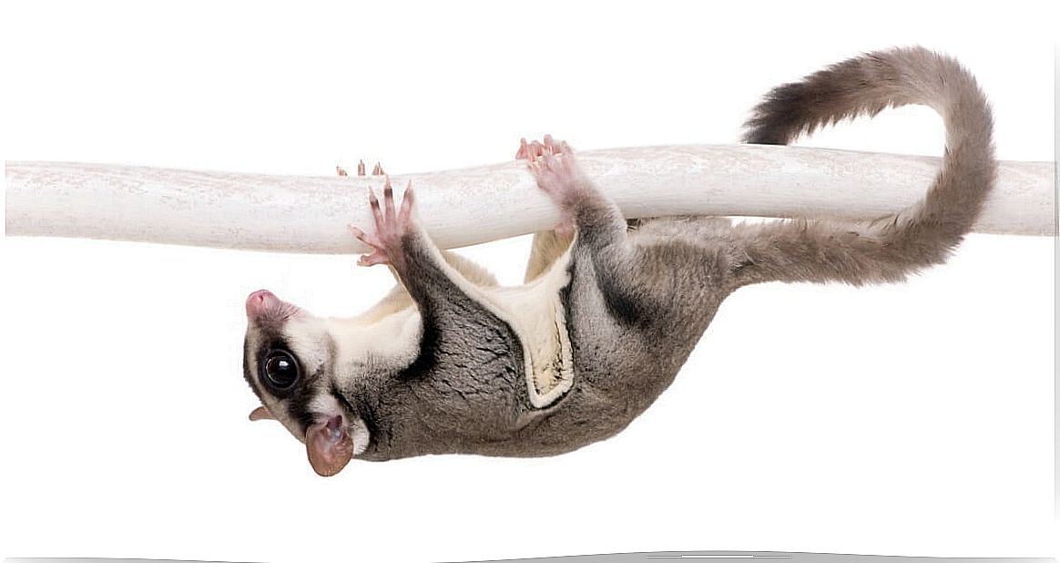 A sugar glider eats from a bowl.