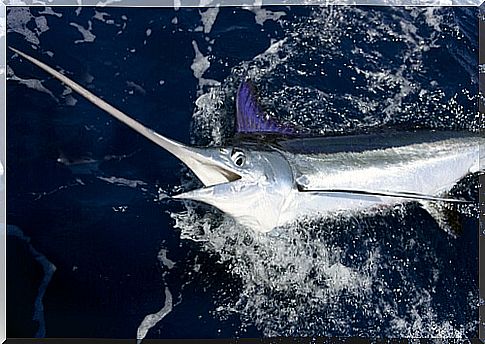 Swordfish: feeding and reproduction