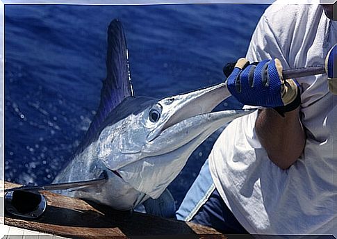 Swordfish: diseases